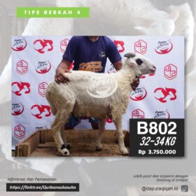 Qurban Bandung Tipe A