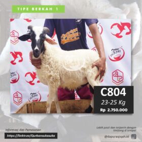 Domba Qurban Berkah