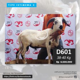 Domba Qurban Istimewa