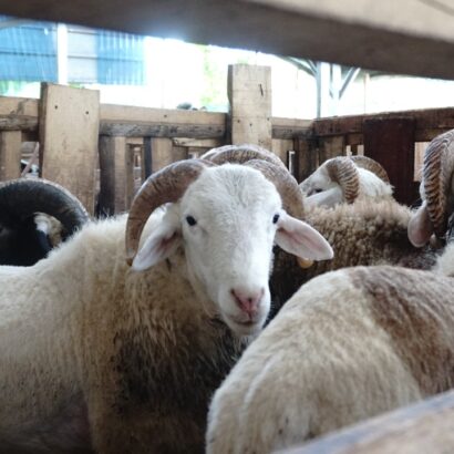 Kambing Qurban Bandung