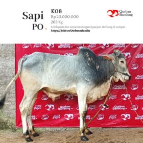Qurban Bandung Sapi