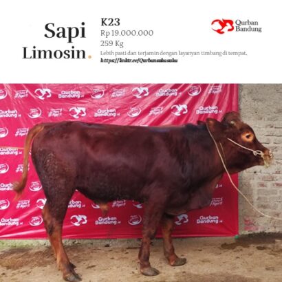 Qurban Bandung Sapi